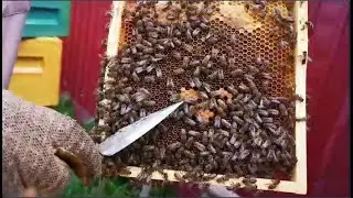 Правильная закормка пчел позволяет избежать червления матки в семье.