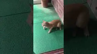 A Red Cat 🐈🥹🥲