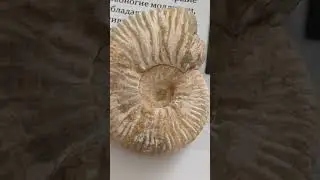 ПАЛЕОНТОЛОГИЯ+КЪОМУЗ!#shorts#аммониты#ocean#nature#гранатовыйкафтан