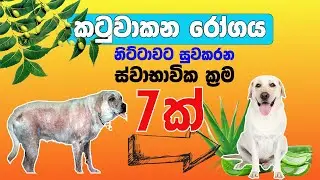 කටුවකන රෝගයට ස්වාභාවික ක්‍රම 7ක් | Home Remedies for mange