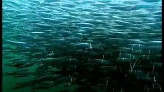 Архив ТелеВизиТрям 7 февраля 2006