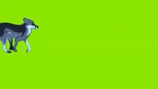 running fox/green screen/no copyright/