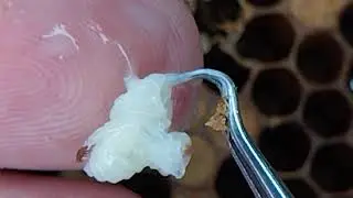 как пчелы боряться с клешём VSH(Varroa sensitive hygiene)
