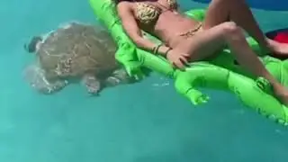 Нападение морской черепахи на крокодила