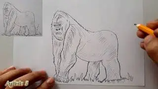 Как нарисовать гориллу