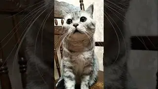 Враг в хозяйстве #cat #смешнойкот #смешныекоты #котик #смешныекошки #shorts