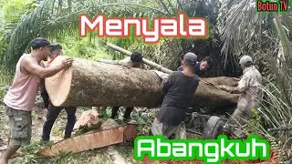 On Prosses kayu Durian Merah Bang Paris di Tarik 300m Menggunakan Dokar tradisional