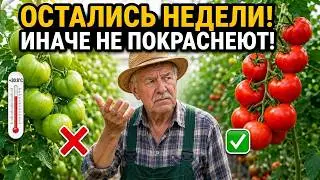 YOUR TOMATOES WILL STAY GREEN IF YOU MAKE THESE 3 MISTAKES