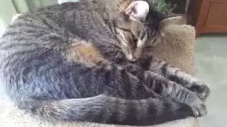 Ripley in Action
