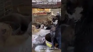 Брошенные котята с рынка! Abandoned kittens from the market!