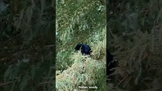 Grackle call