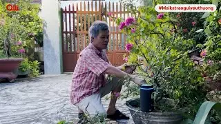 MaikaGPT cùng ba chăm sóc cây cảnh - Sẻ chia khoảnh khắc