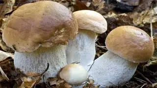 I choose fantastic white mushrooms. White mushrooms of 2021