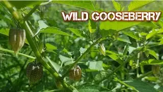 WILD GOOSEBERRY || TINO TINO