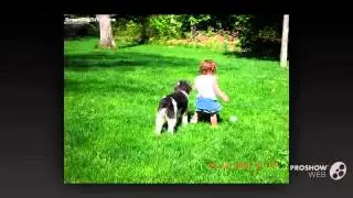 WirePoo Dog breed