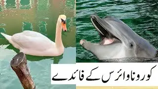 Principle of Coexistence | Baqa e Bahmi | Nature | Biology |بقائے باہمی کا اصول | فطرت |بیالوجی | pk