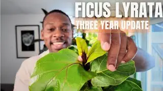 Ficus Fiddle Leaf Fig THREE years later