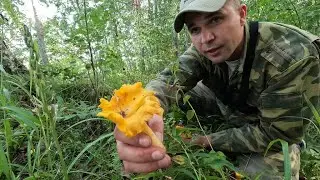 ГРИБНАЯ РАЗДАЧА!ЛИСИЧКИ В ЛЕСУ!КАРЕЛИЯ ГРИБЫ 2023!