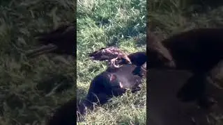 Golden Eagle having beef for dinner! #huntshootlive #wildlife #huntlife #natureismetal #predators