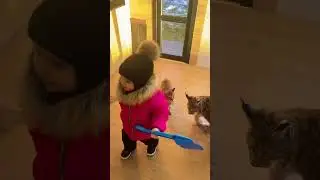 Рысёнок Локи — лучший друг детей 😻