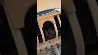 Птицы. Средиземноморье. Турция.