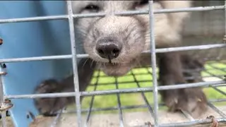 Rescuing fox pups from a fur farm