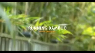 Running Bamboo: Avoid the fine, don’t let running bamboo grow beyond your property line.