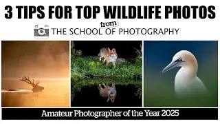 3 Tips for Great Wildlife Photos