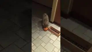 snow leopard cub Bhutan play with pumpkin