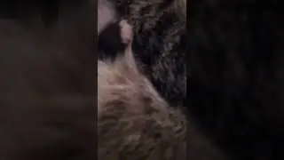 Лаки опять родила котят😻😻😻😻💞