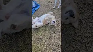 У нее нормально все 😂 #like #собака #retriever #doglove #популярное #goldenretriever #актив #тикток