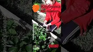 КЛУБНИКА как подвязать подсмотрела в интернете | с Мариной Гусаковой
