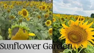 Beautiful sunflower Garden In Tamilnadu, India🌻🌻
