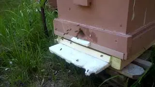 ОДНОСТОРОННЕЕ ДВИЖЕНИЕ ПЧЕЛ БЕЗ РЕГУЛИРОВЩИКА)))