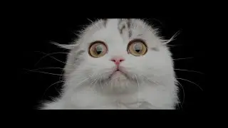 New Funny Animals 😂 Funniest Cats and Dogs Videos 😺🐶