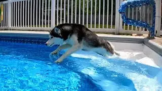 Will My Dog JUMP Into the Pool?