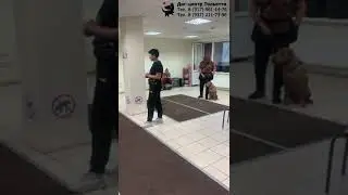 Занятие в группе по #дрессировка : спокойное отношение к другим #собака. #тольятти , 8 августа 2024.