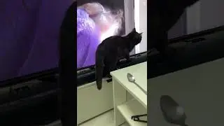 Кот наводит суету дома 