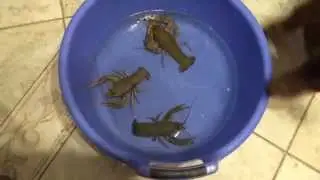 Такса и раки