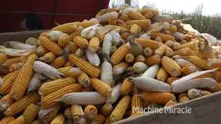 Amazing Corn Harvest Machine 2019 Corn Reaper Corn Chopper