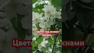 #жизнь #цветы #природа #красота #краснодар #весна #сад #любовь #жасмин #