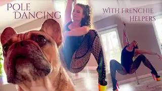 Pole Dancing With Frenchie Helpers : Pants On Dance On : Ava Madison