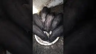 Поросята, хороший аппетит!