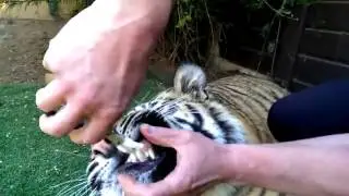 Penseyle kaplanın dişini çekmek