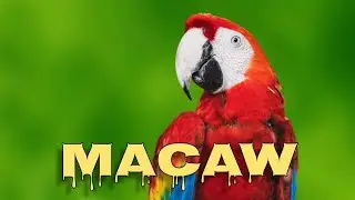 Scarlet macaw screaming