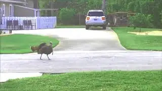 Osceola Turkey Gobbler Strutting in Suburbia