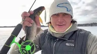 На что клюёт сиг на Водлозере!