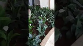 Как выращивают спатифиллум в Турции.