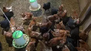 Расклев у цыплят, чем все закончилось.