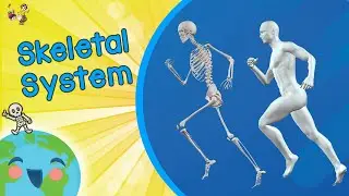 The Skeletal System - Osseous System (Educational Video For Kids)
